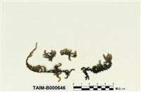 藏品(擬金毛苔)的圖片